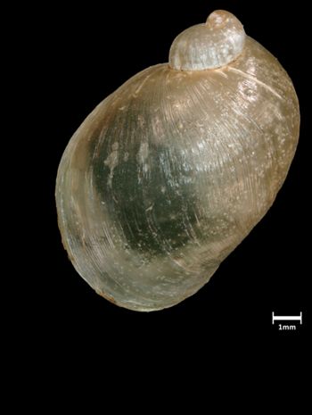 Media type: image;   Malacology 190645 Aspect: dorsal